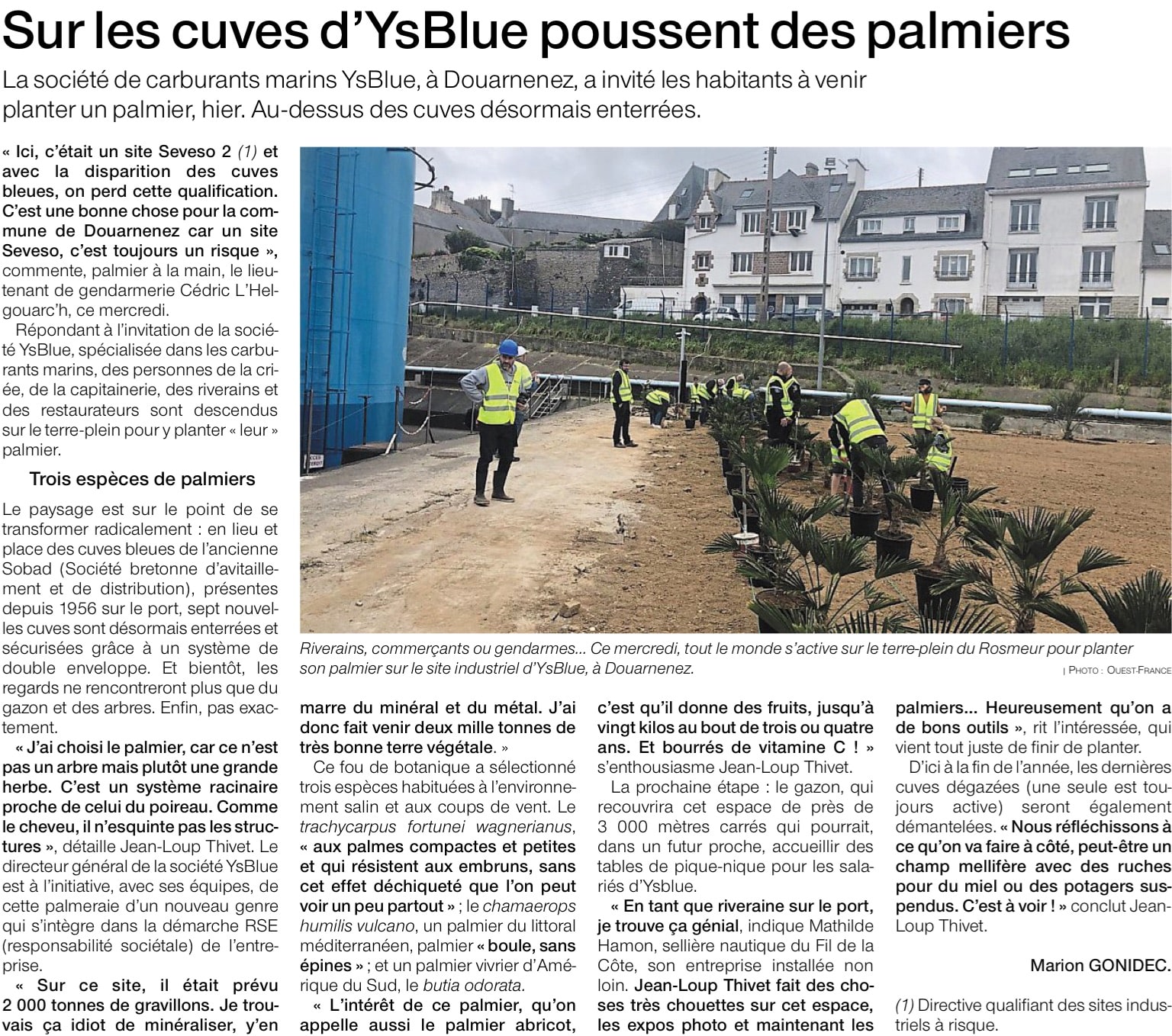 RSE : des palmiers chez Ysblue